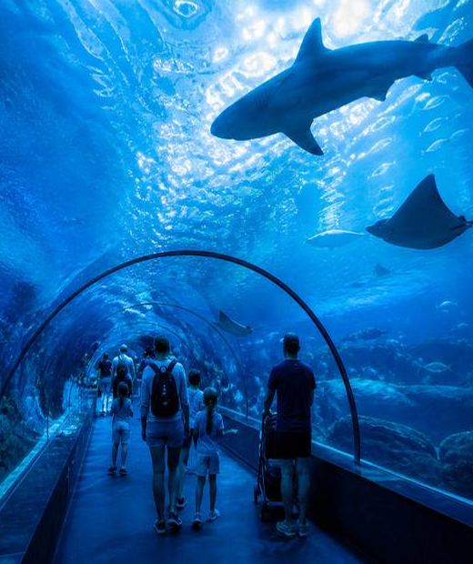 Ocean Tunnel Experience