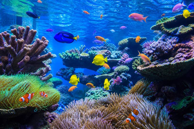 Tropical Reef