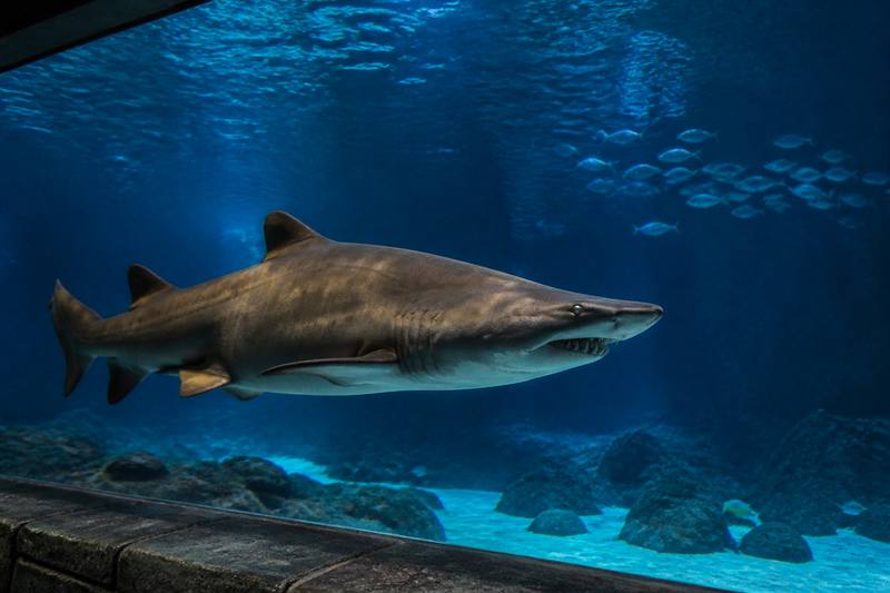 Shark Lagoon