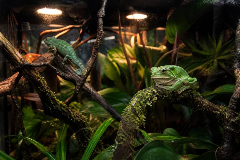 Reptile Terrarium