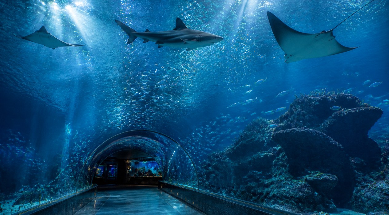 Ocean Tunnel