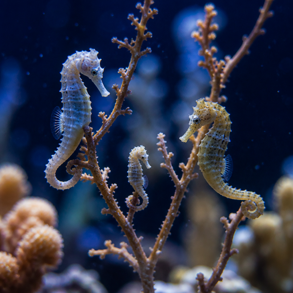 Seahorse Garden